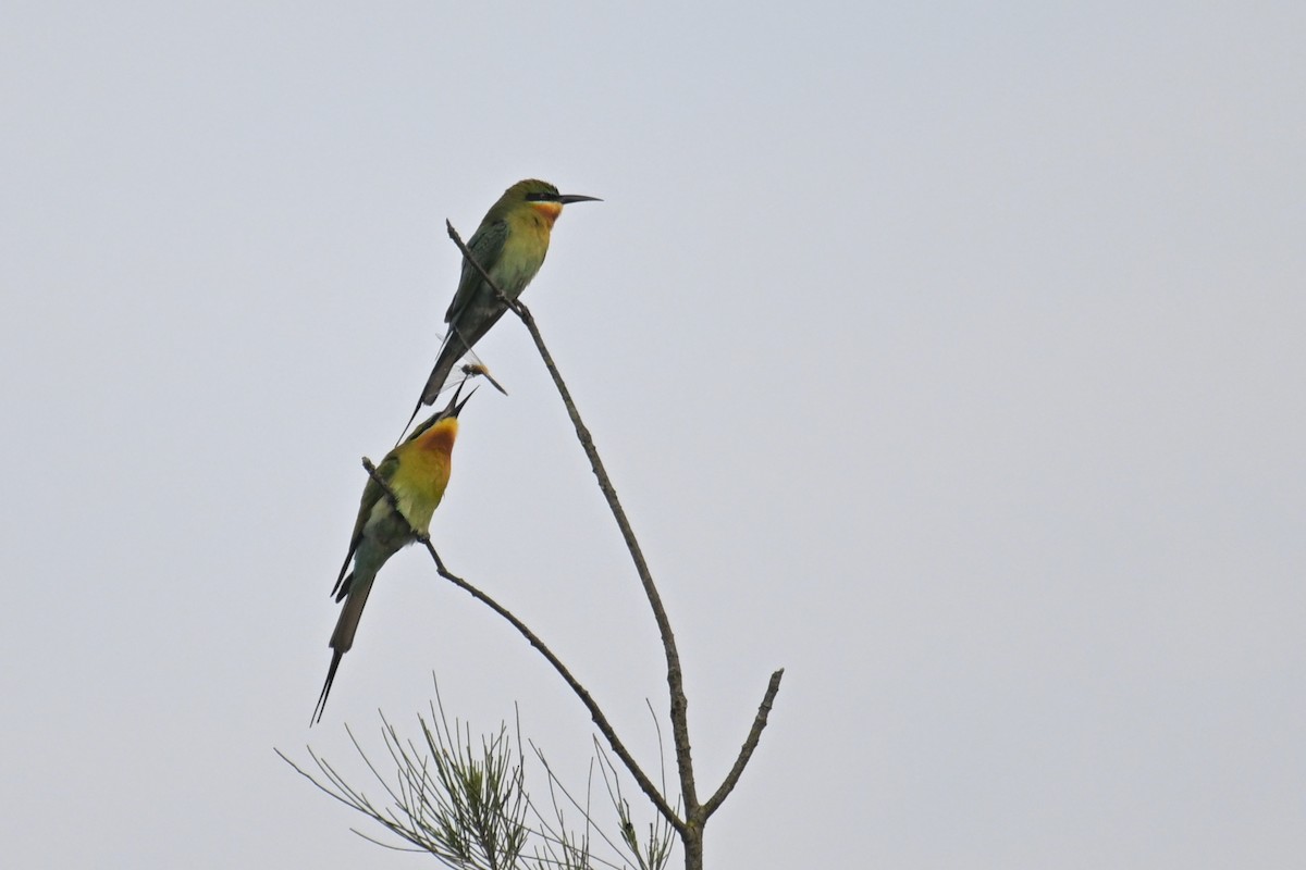 Blue-tailed Bee-eater - ML619334322