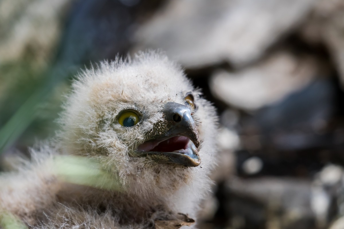 Eurasian Eagle-Owl - ML619334325