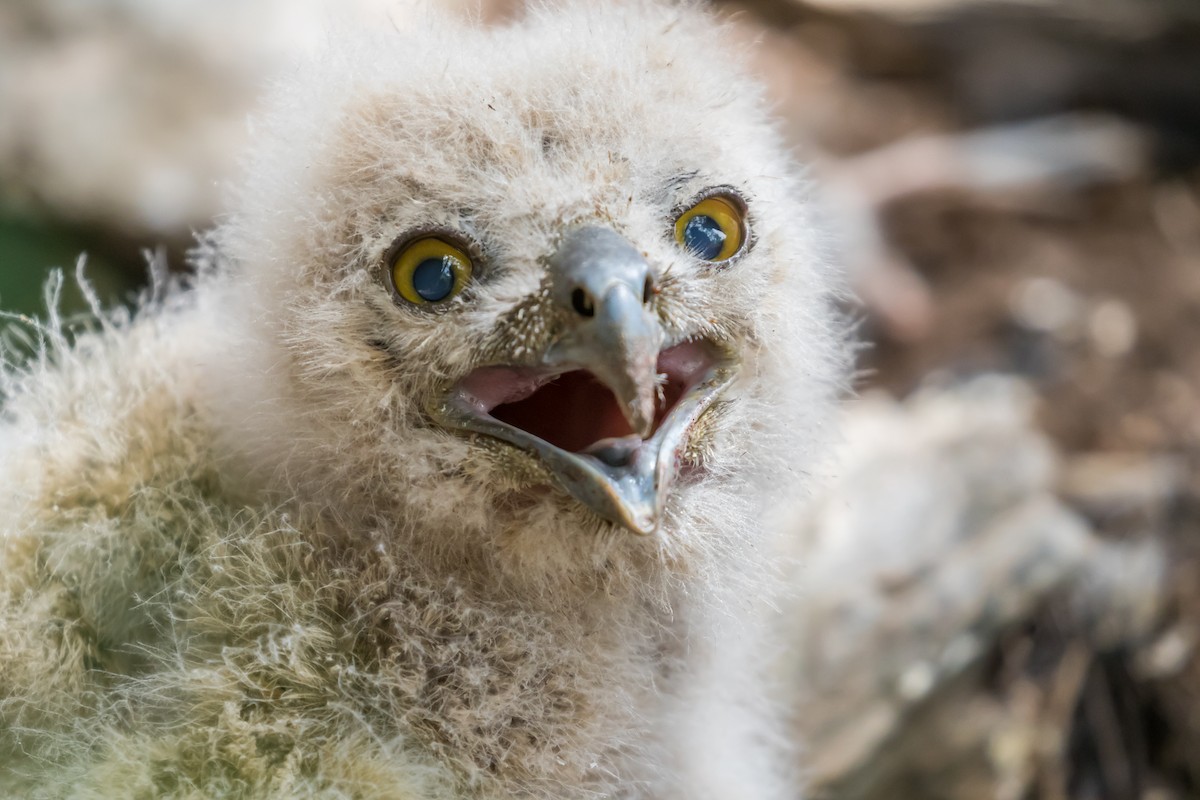 Eurasian Eagle-Owl - ML619334326