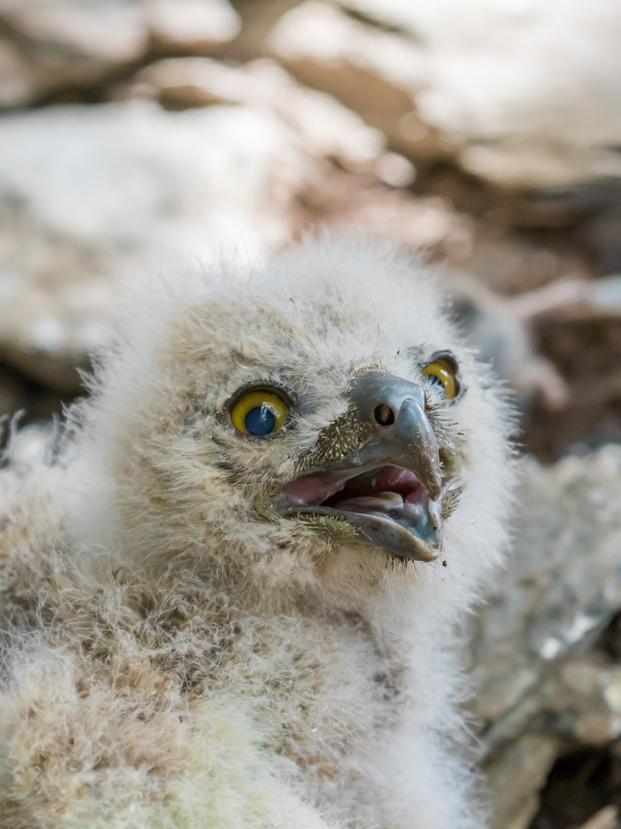 Eurasian Eagle-Owl - ML619334327