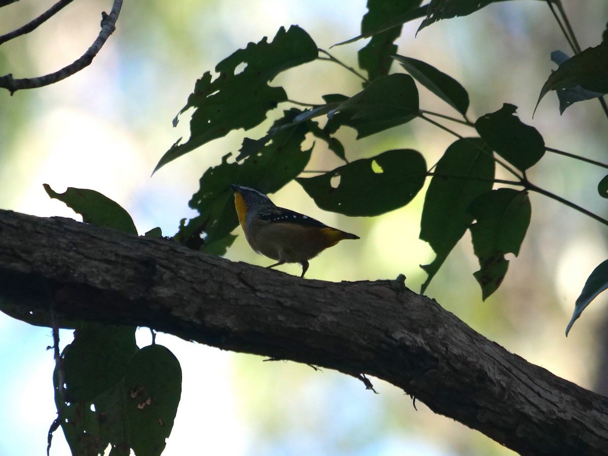 Spotted Pardalote - ML619334332