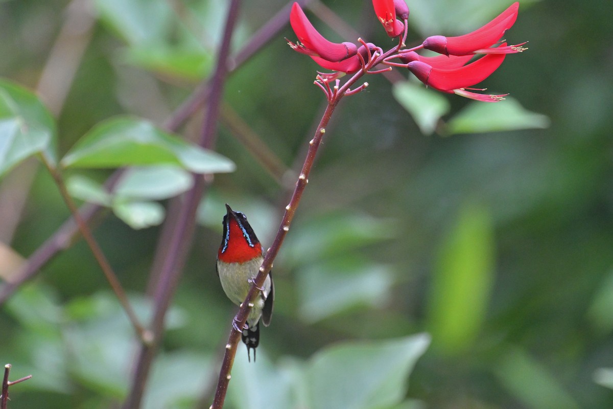 Fork-tailed Sunbird (Fork-tailed) - ML619334348