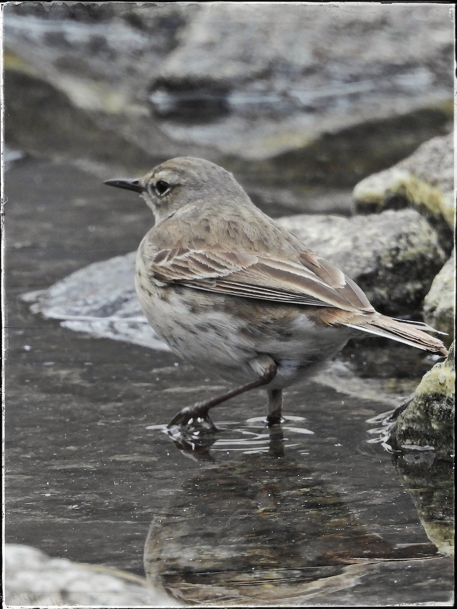 Water Pipit - ML619334364