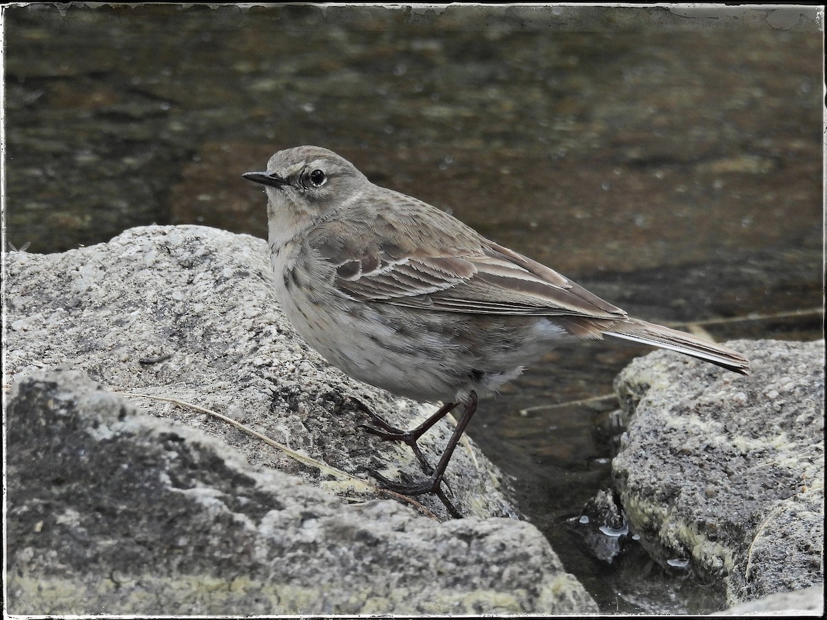 Water Pipit - ML619334365