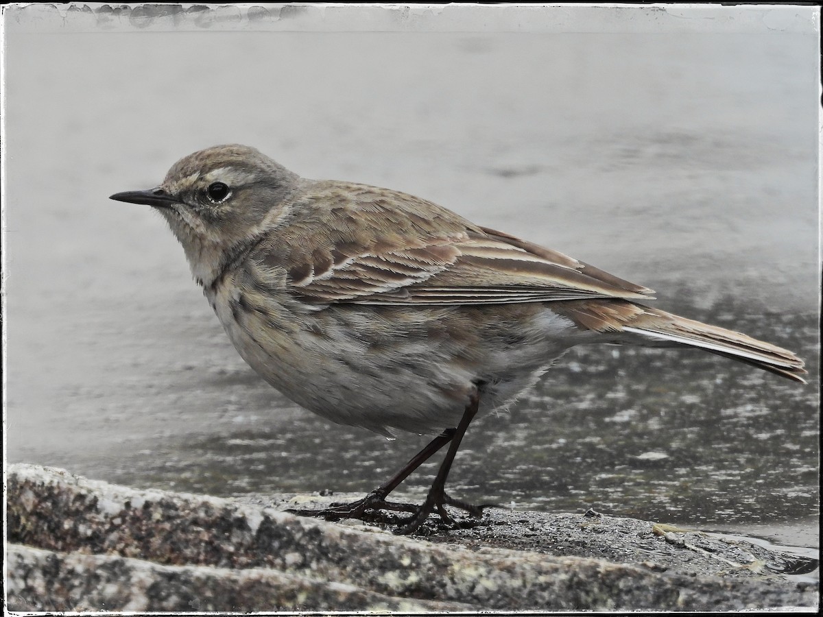 Water Pipit - ML619334367