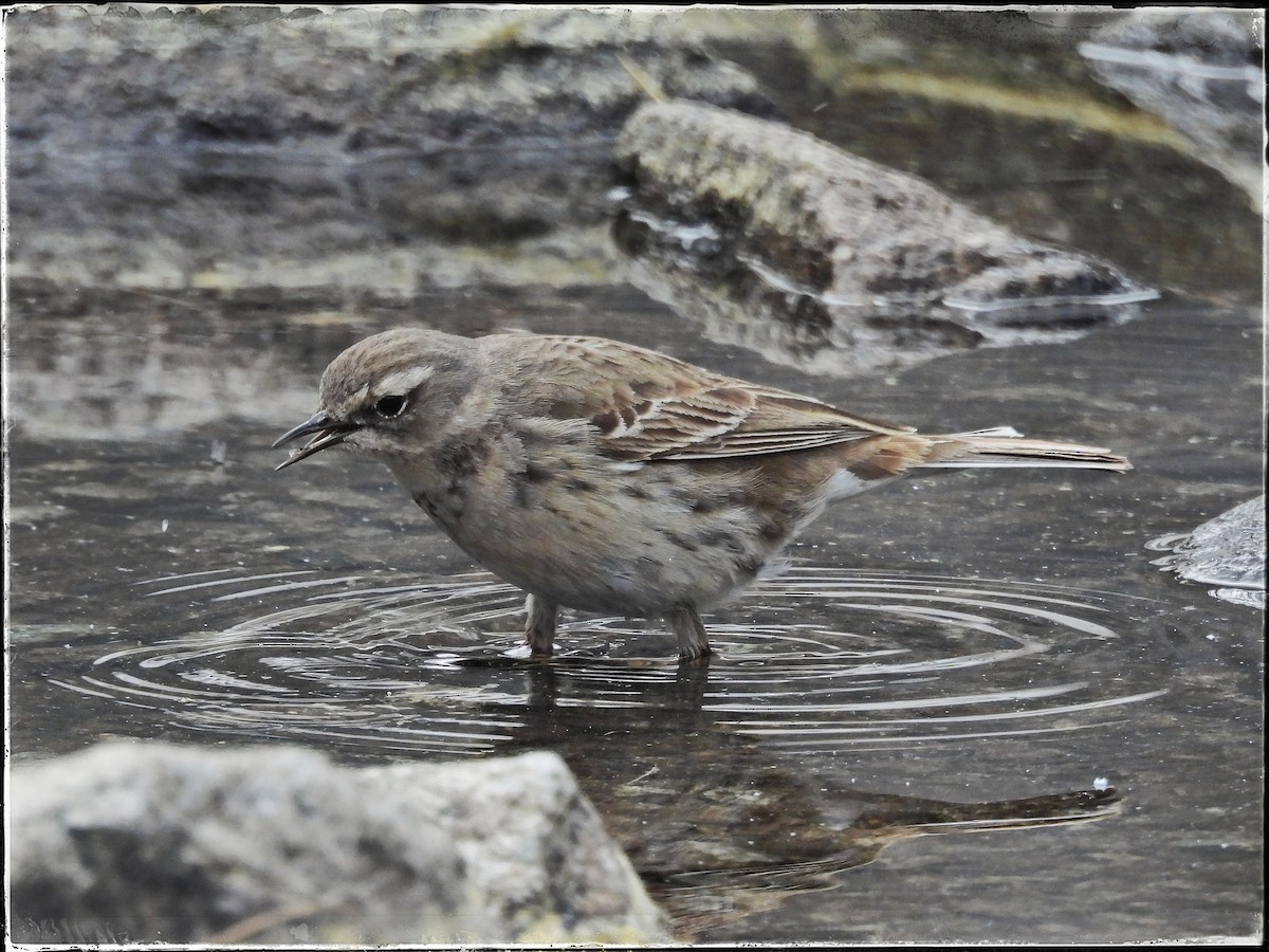 Water Pipit - ML619334368