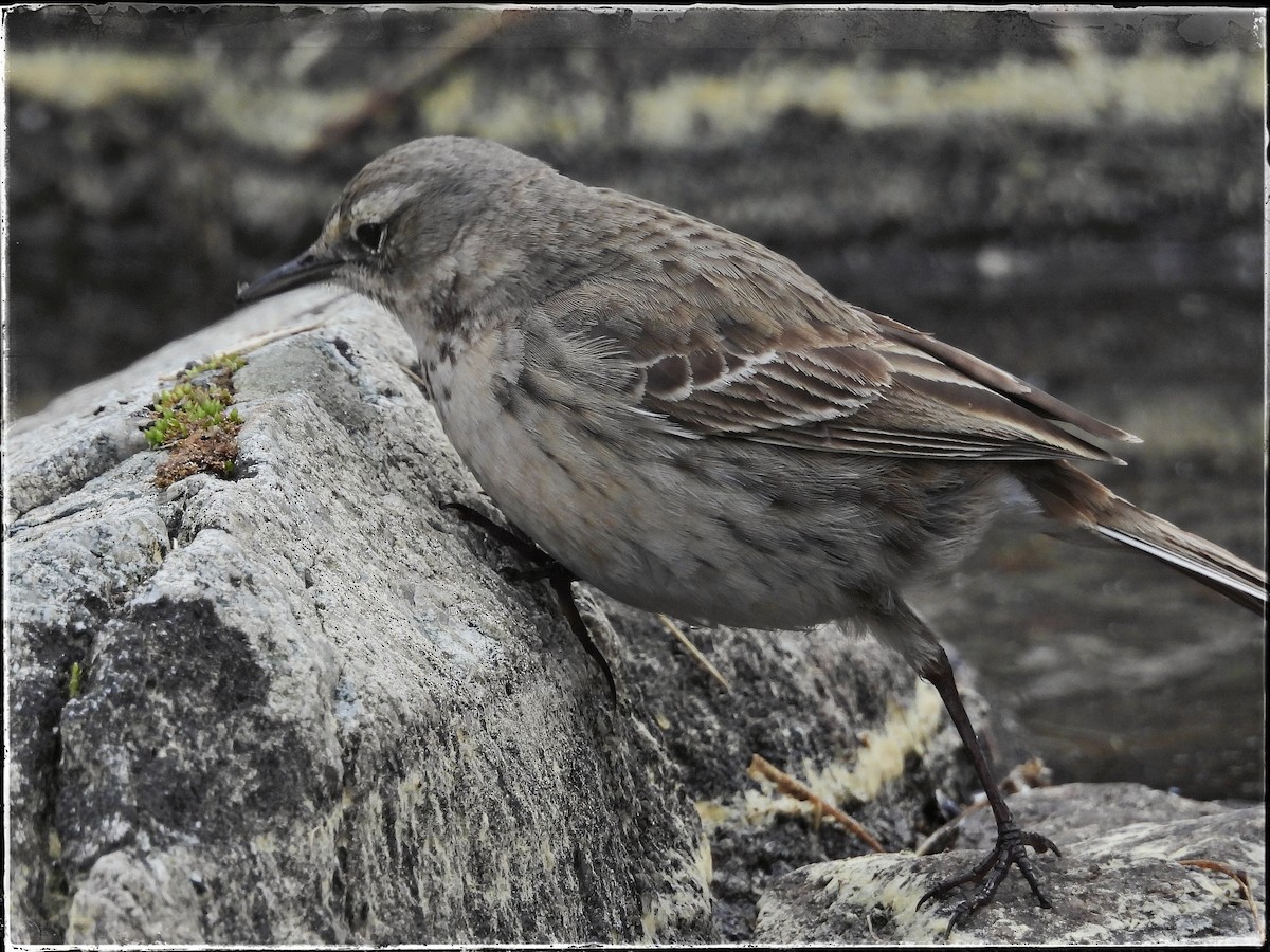 Water Pipit - ML619334369