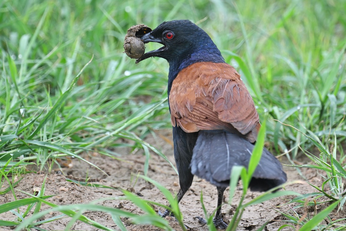 Greater Coucal (Greater) - ML619334371