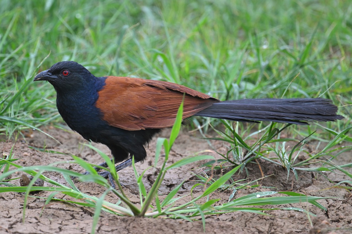 Greater Coucal (Greater) - ML619334372