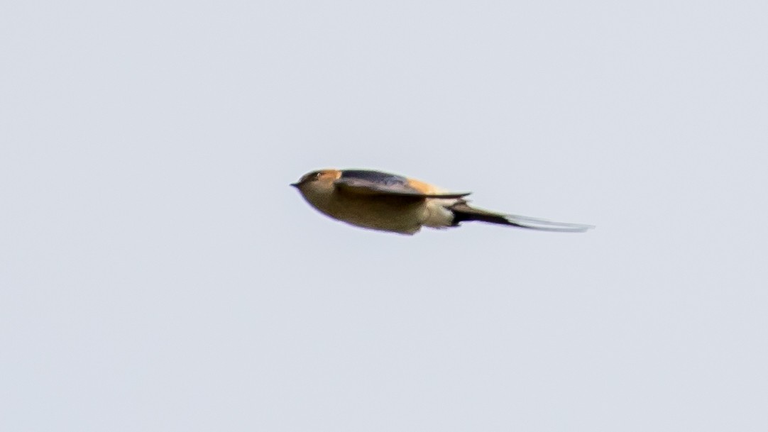 Red-rumped Swallow - ML619334396