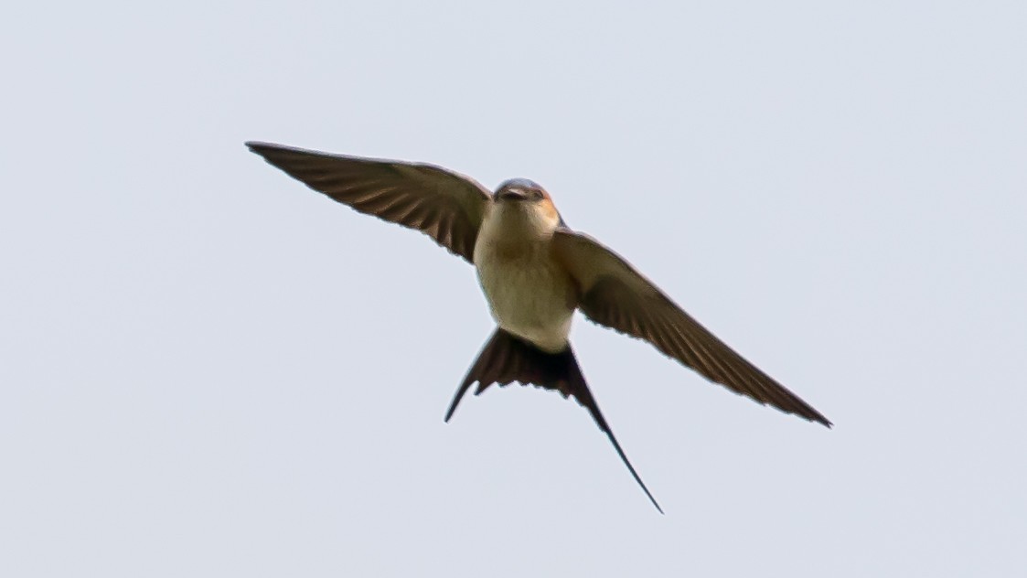 Red-rumped Swallow - ML619334397