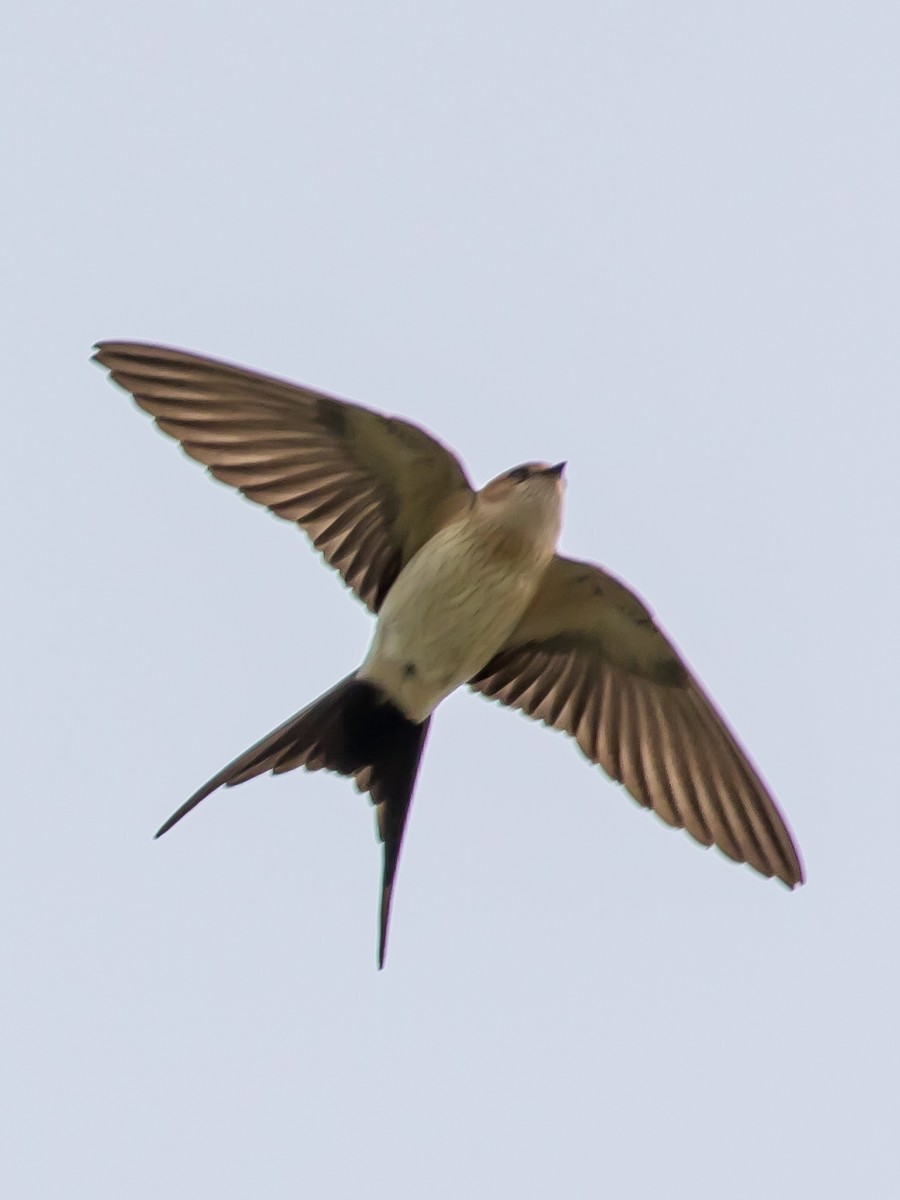Red-rumped Swallow - ML619334398