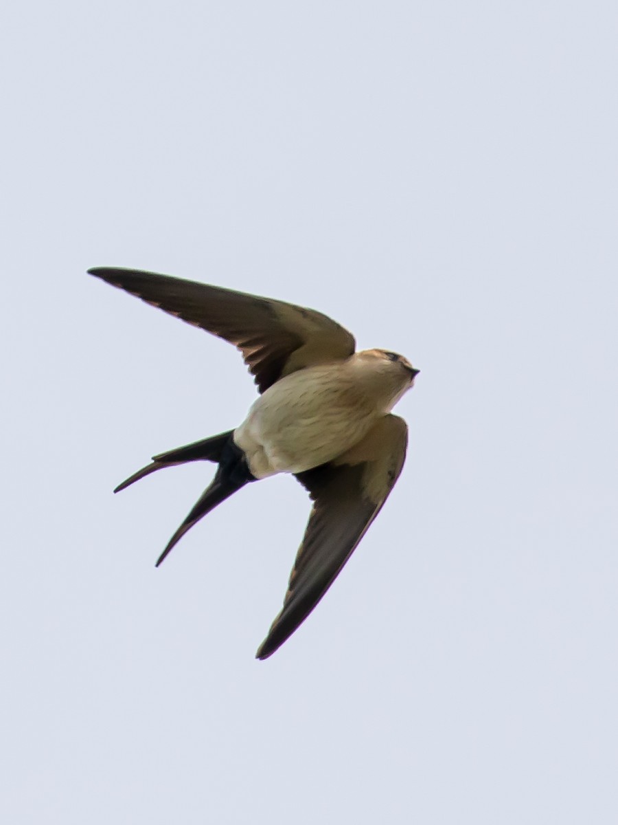 Red-rumped Swallow - ML619334399