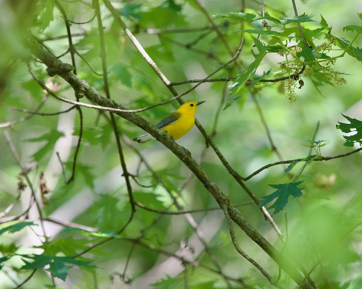 Prothonotary Warbler - ML619334410