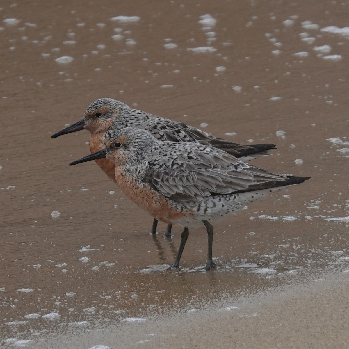 Red Knot - ML619334412