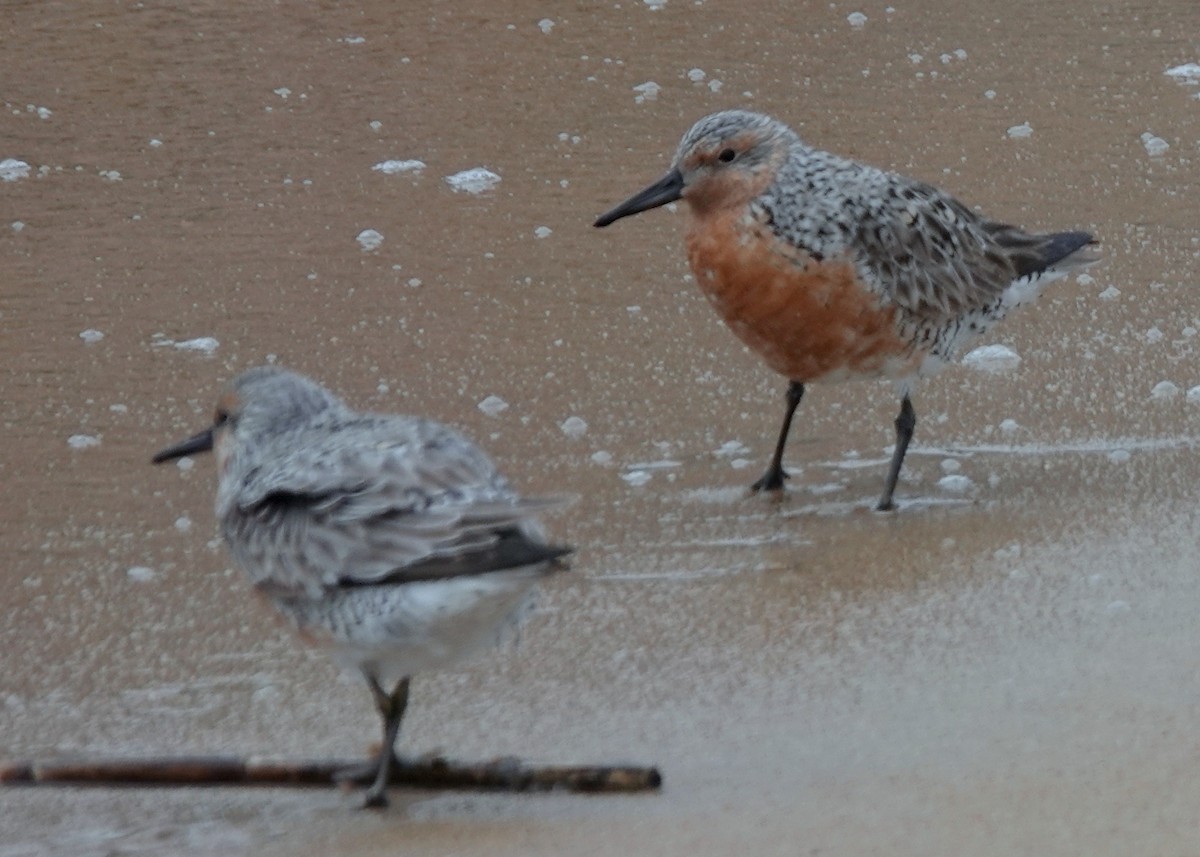 Red Knot - ML619334414
