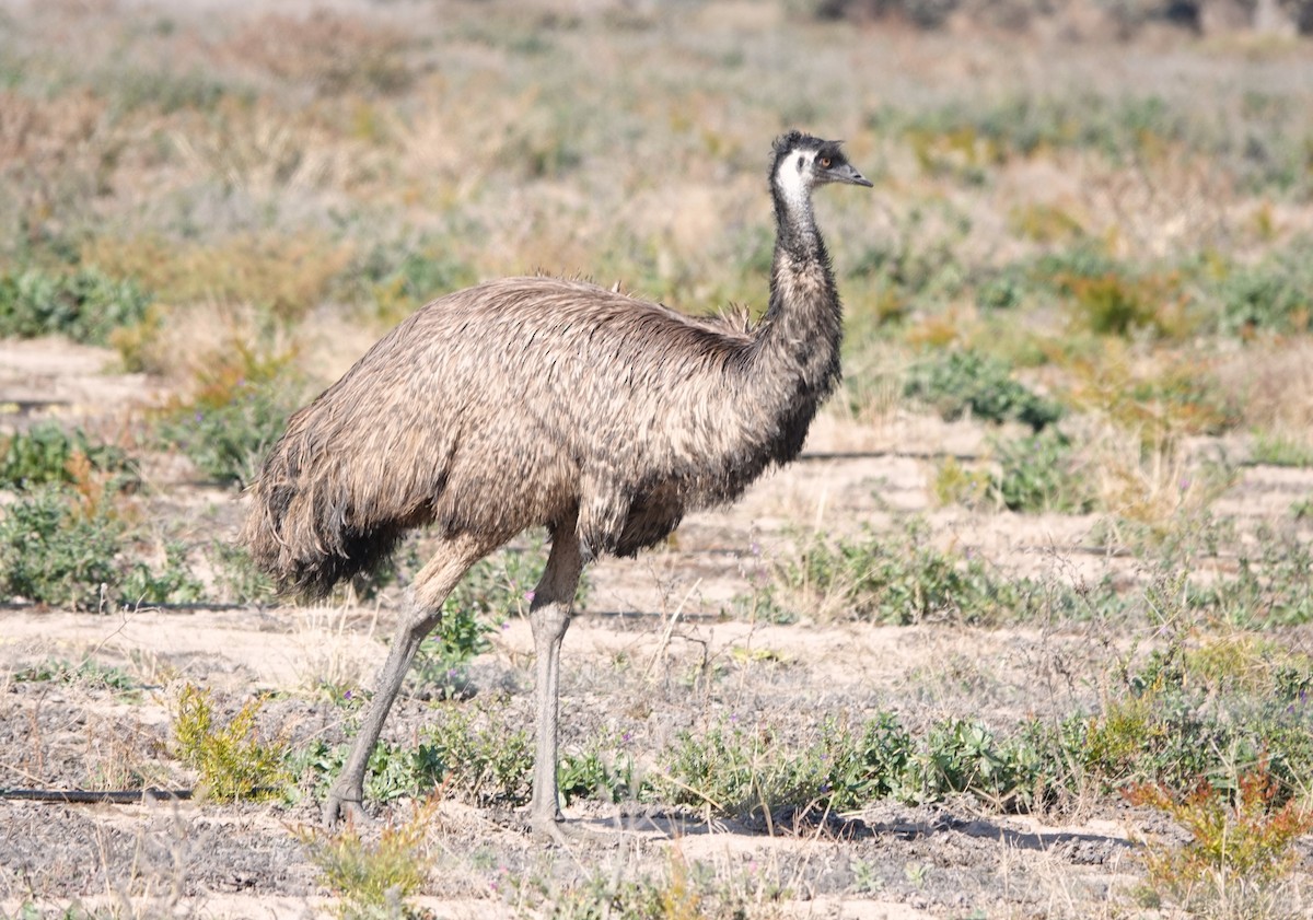 emu hnědý - ML619334417