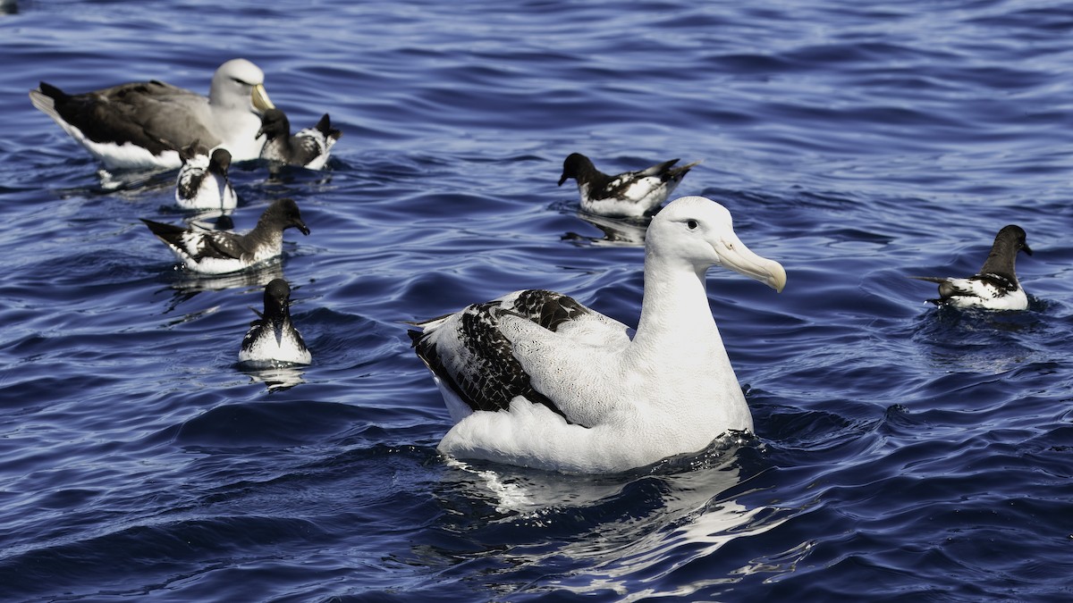 Antipodean Albatross (New Zealand) - ML619334419