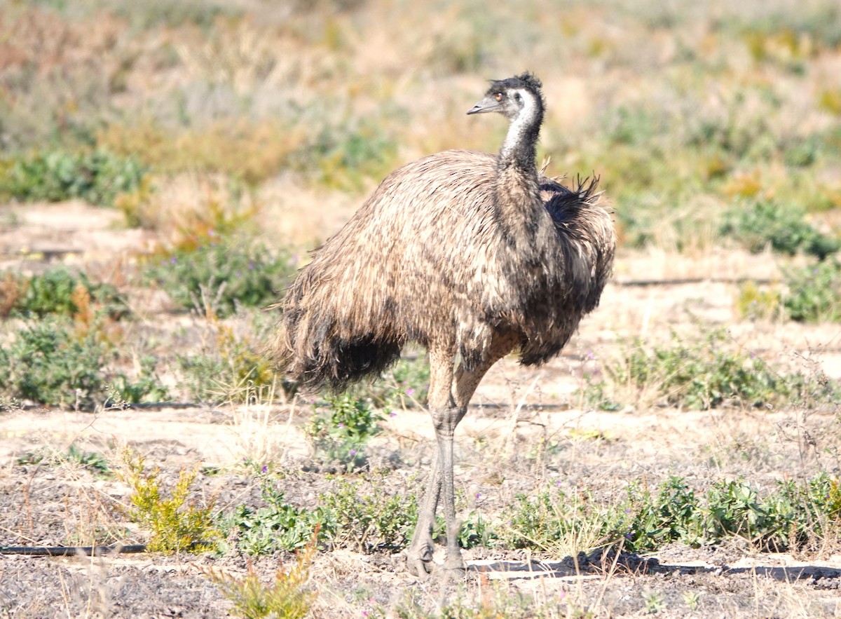emu hnědý - ML619334426