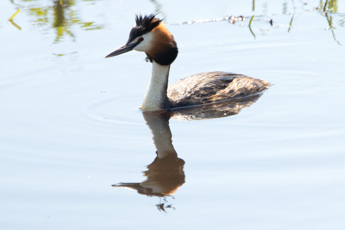 Great Crested Grebe - ML619334436