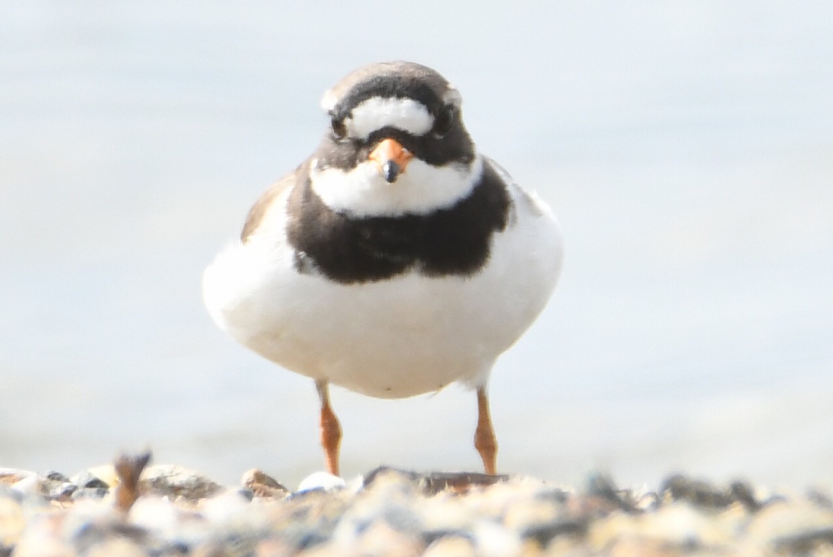 Common Ringed Plover - ML619334501