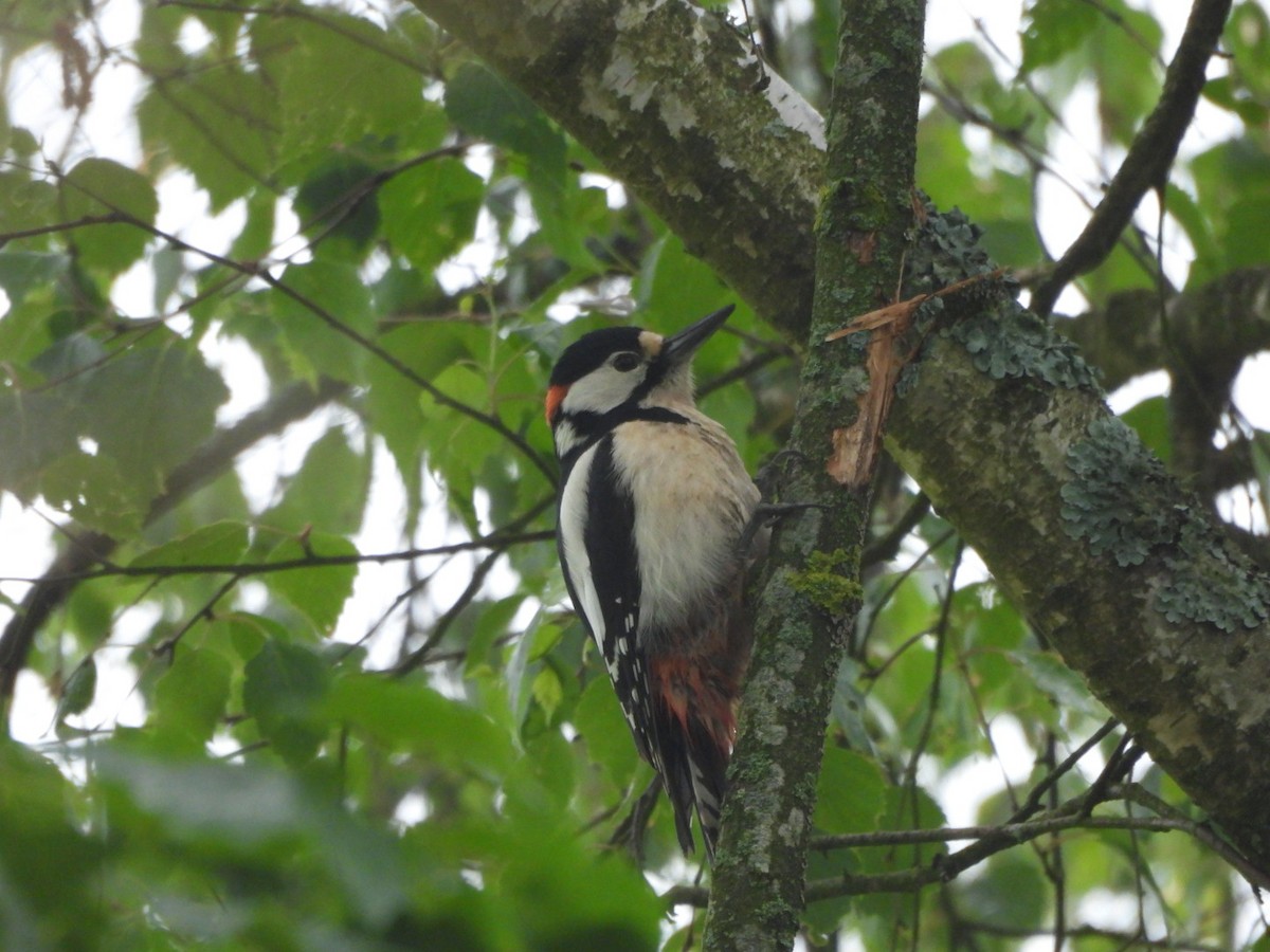 Great Spotted Woodpecker - ML619334512
