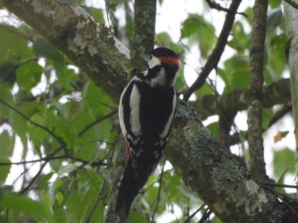 Great Spotted Woodpecker - ML619334513