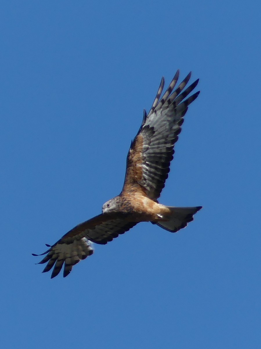 Square-tailed Kite - ML619334609
