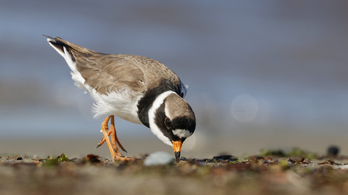 Common Ringed Plover - ML619334628