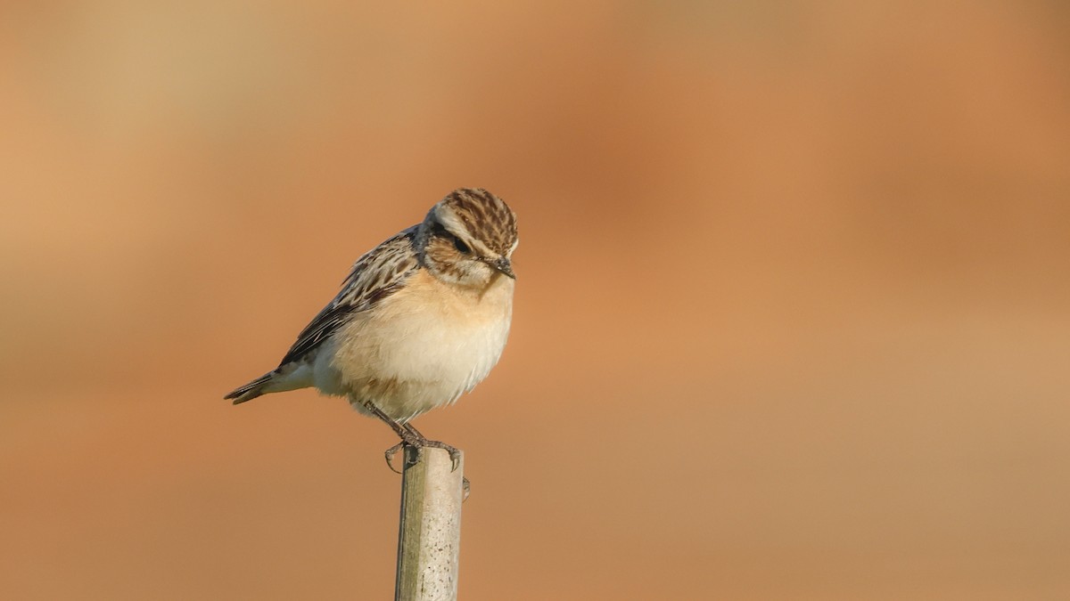 Whinchat - ML619334641