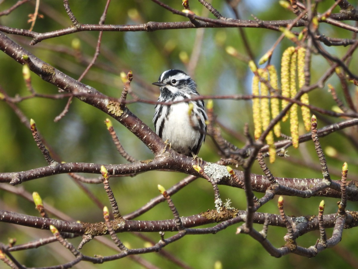 Black-and-white Warbler - ML619334644