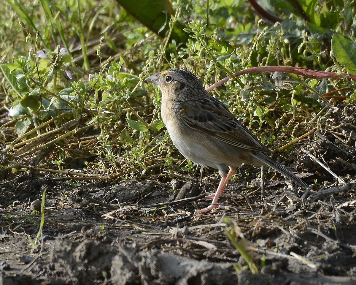Grasshopper Sparrow - ML619334653