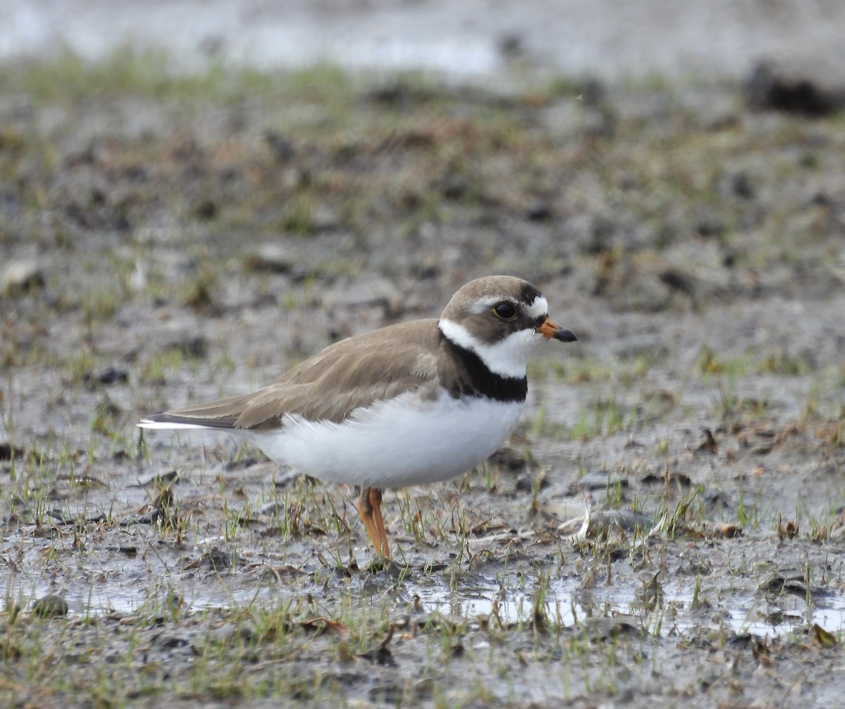 Semipalmated Plover - ML619334679