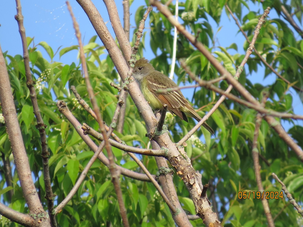 Great Crested Flycatcher - ML619334733