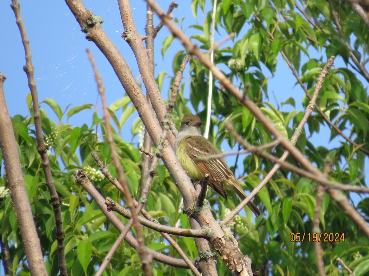 Great Crested Flycatcher - ML619334734