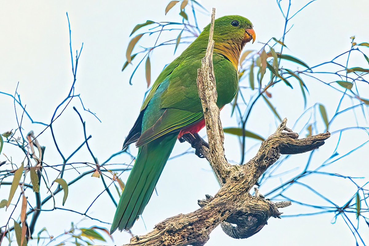Avustralya Kral Papağanı - ML619334735