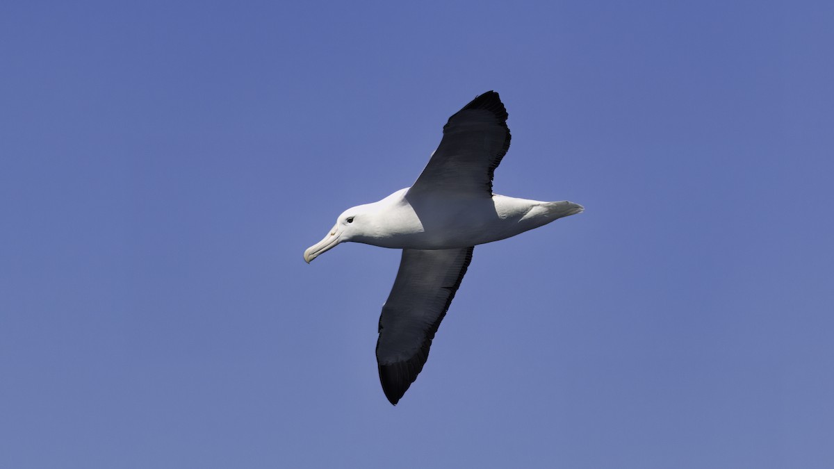 Southern Royal Albatross - ML619334786