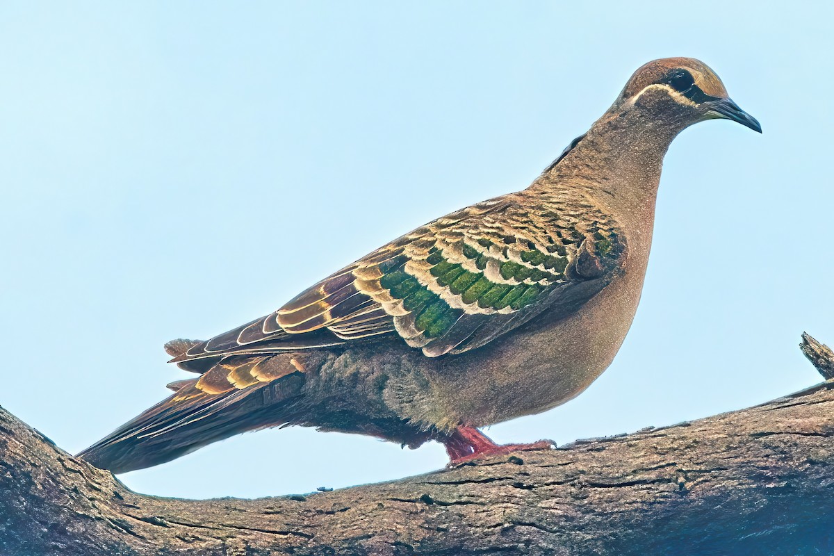 holub bronzovokřídlý - ML619334788
