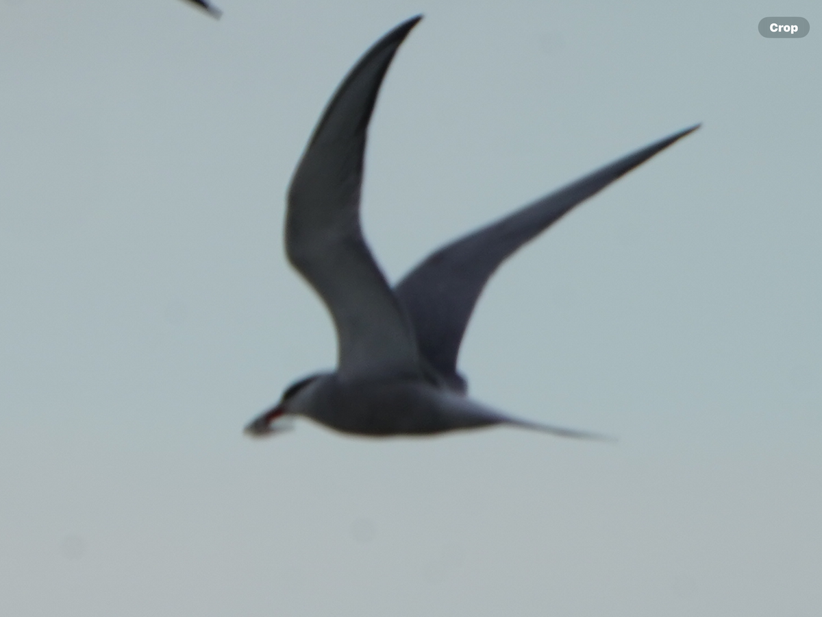 Common Tern - ML619334830