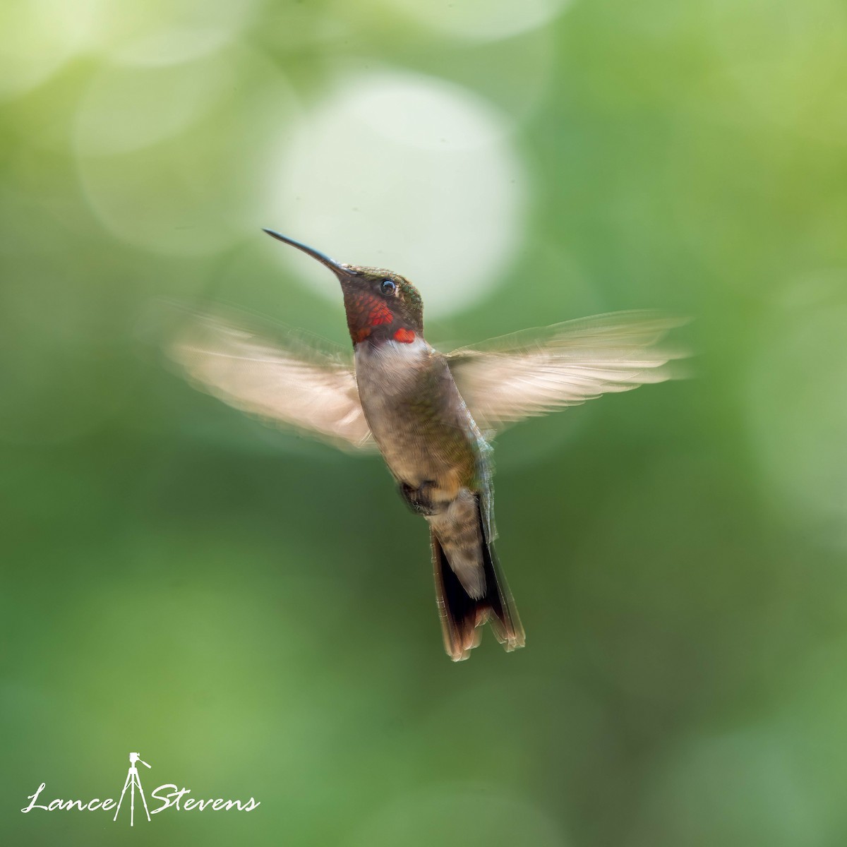 Ruby-throated Hummingbird - ML619334842