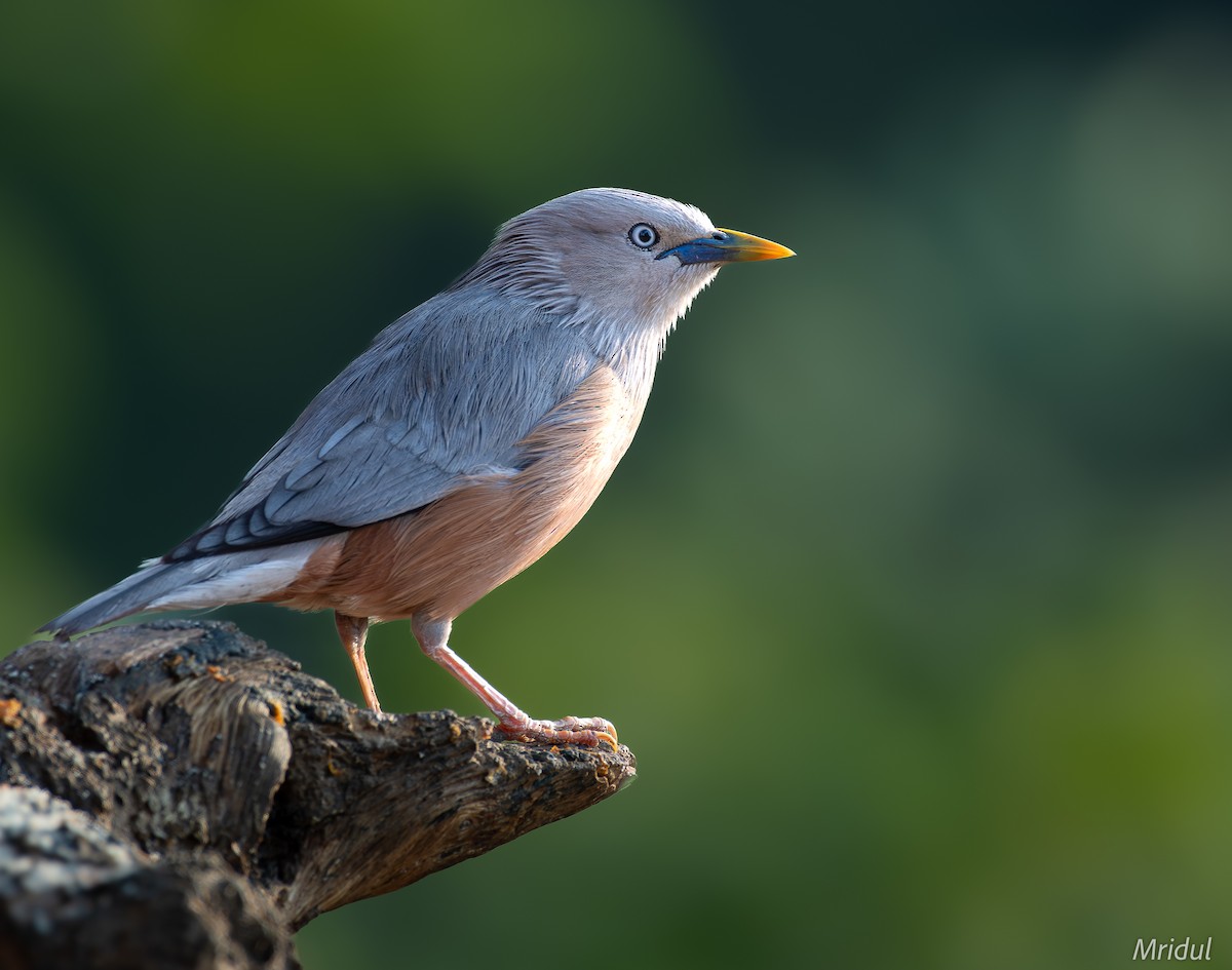 Chestnut-tailed Starling - ML619334870