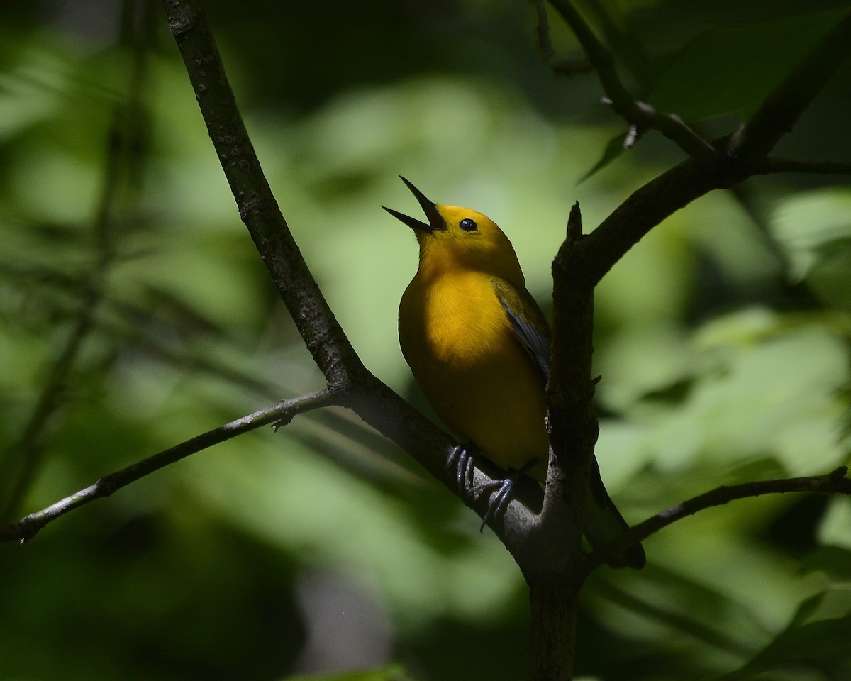 Prothonotary Warbler - ML619334871