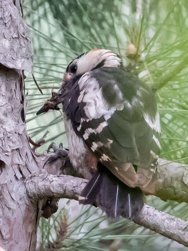 Syrian Woodpecker - ML619334916