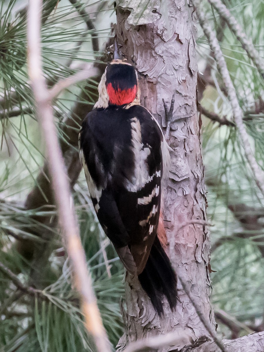 Syrian Woodpecker - ML619334917