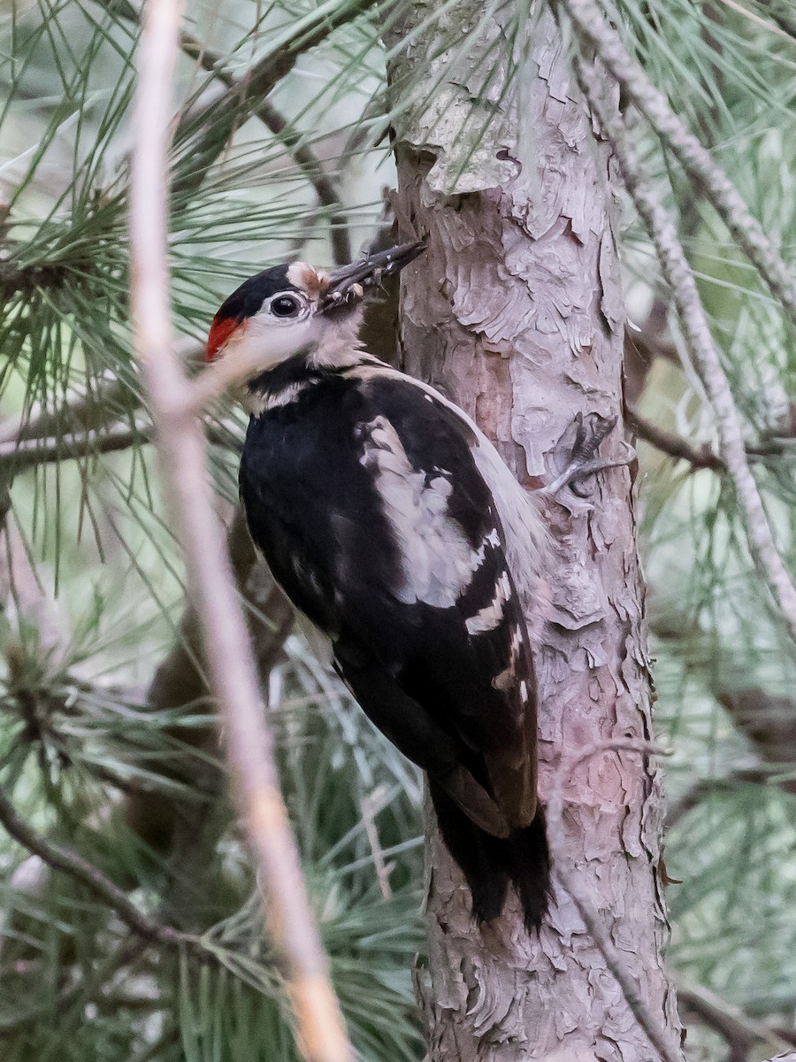 Syrian Woodpecker - ML619334919