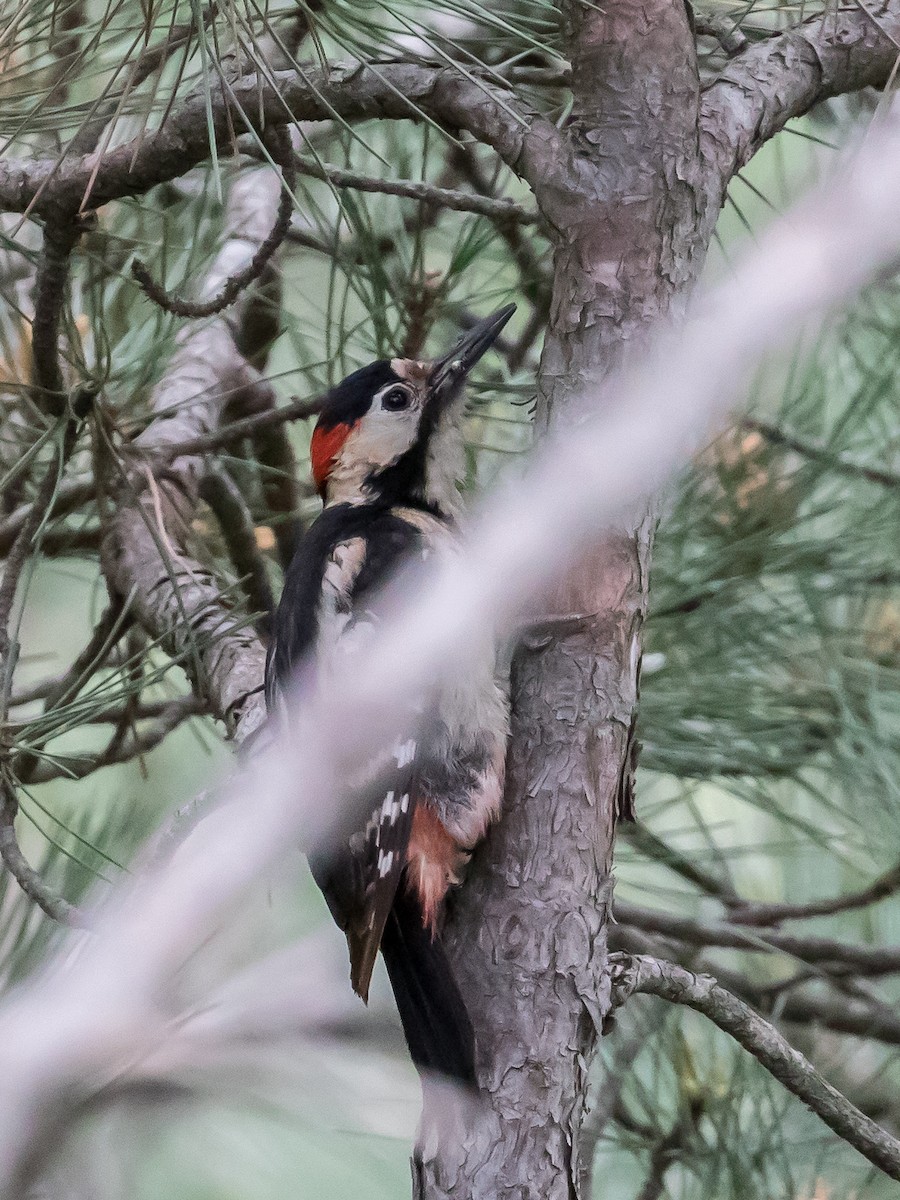 Syrian Woodpecker - ML619334920