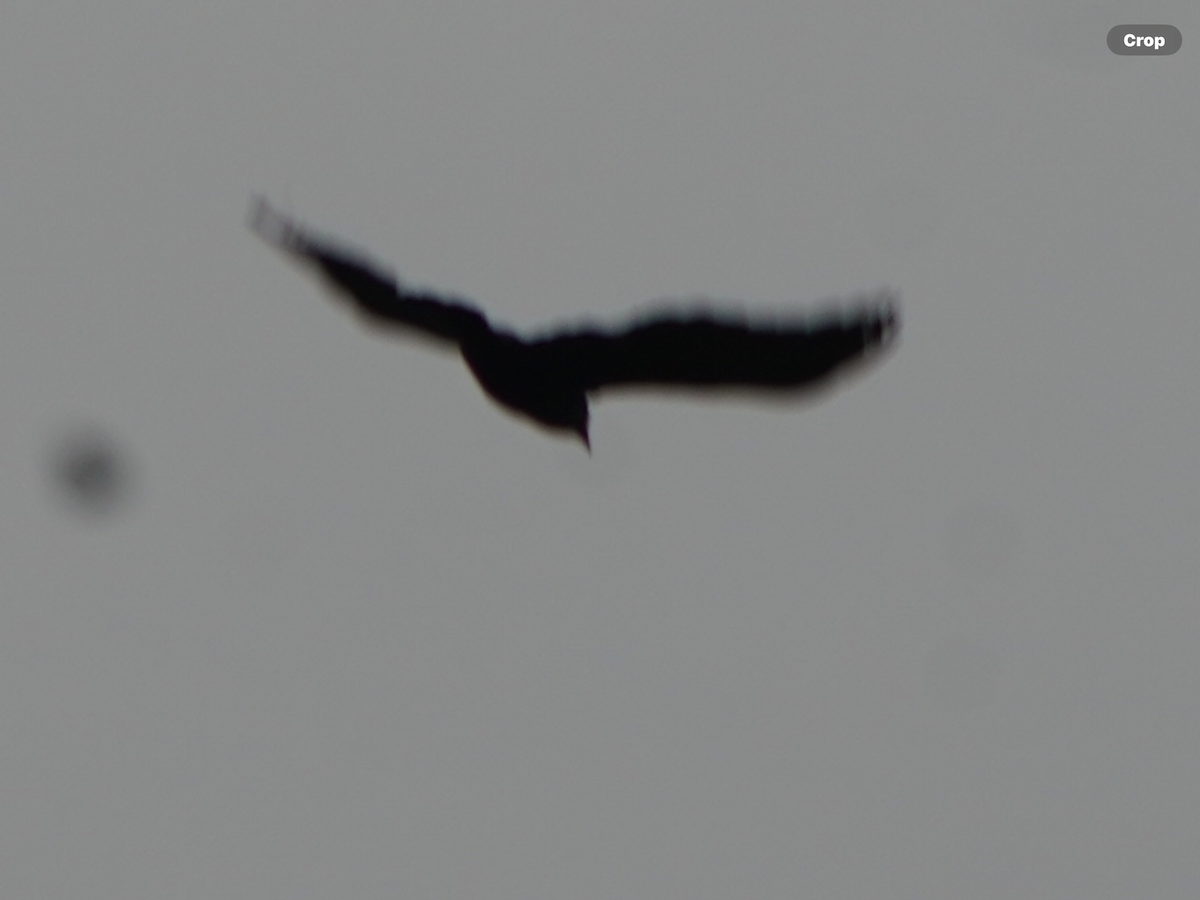 American Crow - ML619334956