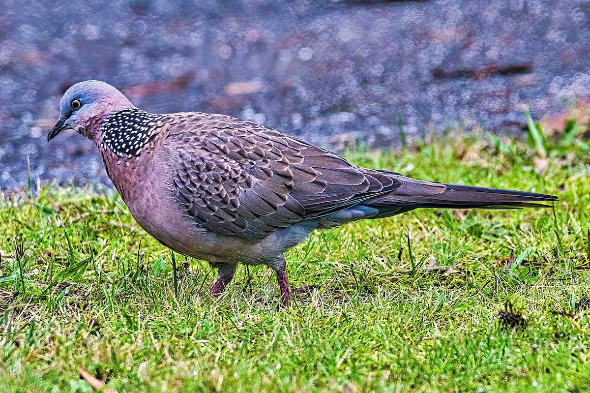 Spotted Dove (Eastern) - ML619334966