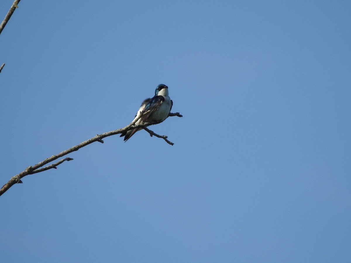 Tree Swallow - ML619334967