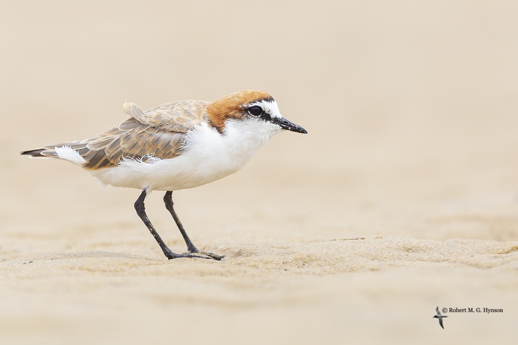 Red-capped Plover - ML619334968
